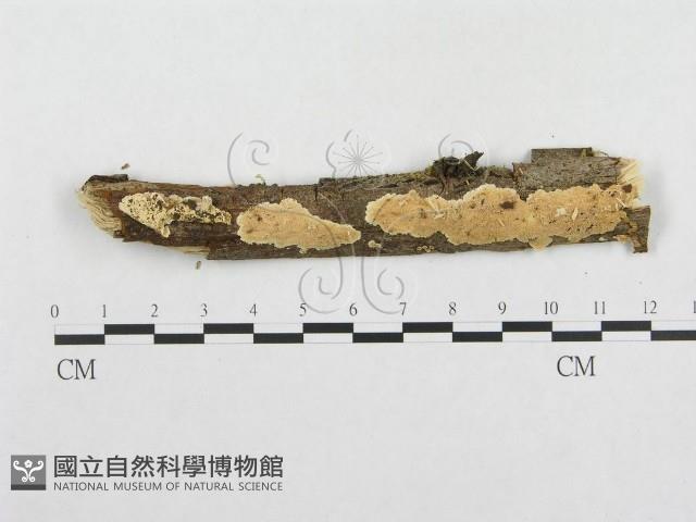 登錄號:F0000545藏品圖，第1張