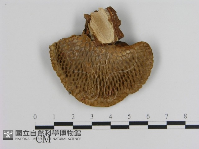 登錄號:F0010545藏品圖，第1張