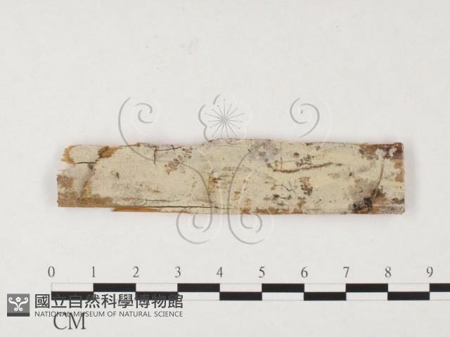 絲齒菌屬藏品圖，第1張