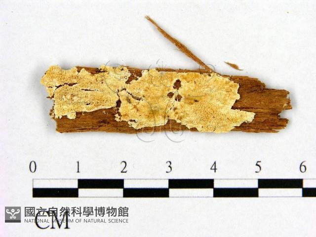 登錄號:F0006545藏品圖，第1張