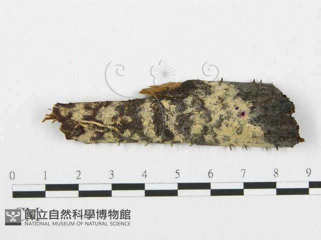 登錄號:F0016545藏品圖，第1張