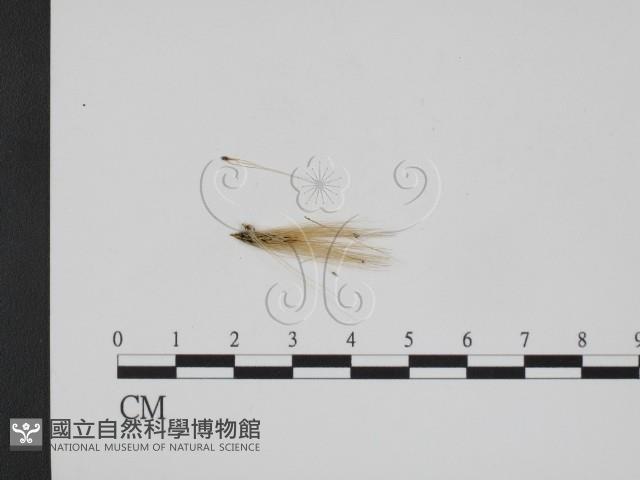 登錄號:F0011545藏品圖，第1張