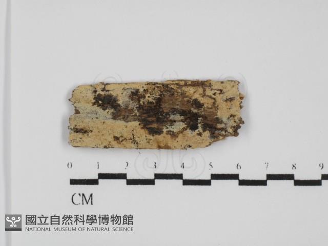 絲齒菌屬藏品圖，第1張