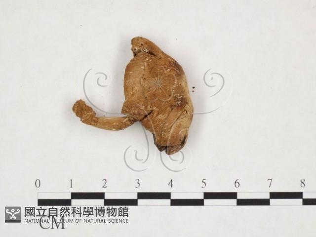 四孢蘑菇藏品圖，第1張