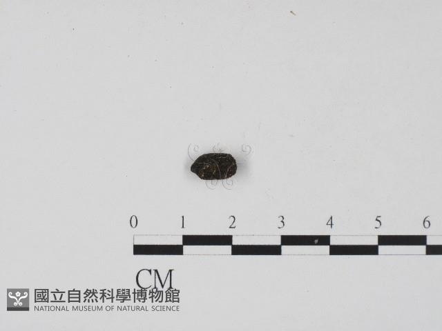 登錄號:F0004545藏品圖，第1張