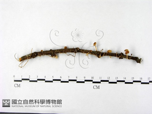 登錄號:F0014545藏品圖，第1張