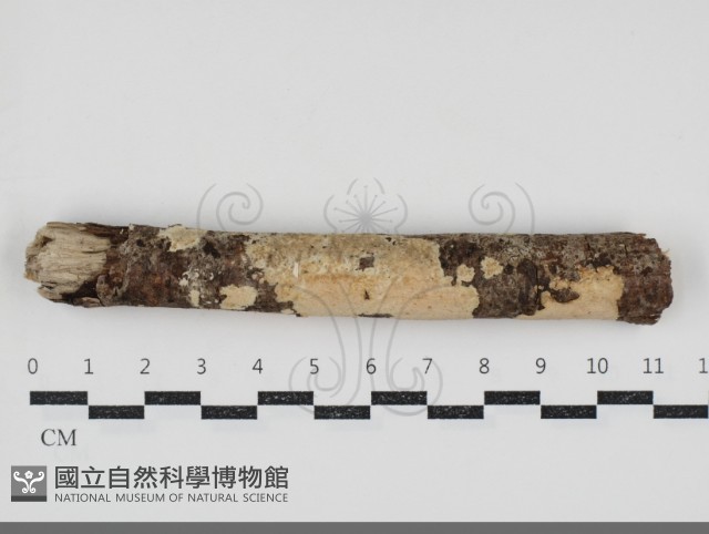 登錄號:F0034545藏品圖，第1張