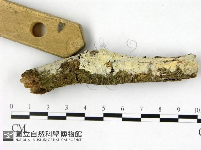 登錄號:F0022545藏品圖，第1張