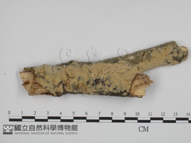 叉絲革菌屬藏品圖，第1張