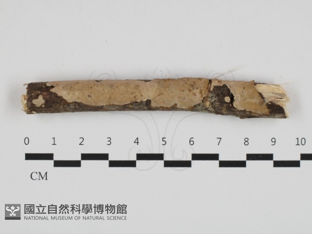 刺皮菌屬藏品圖，第1張