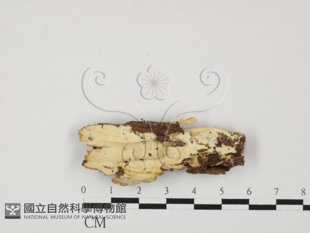 登錄號:F0027545藏品圖，第1張