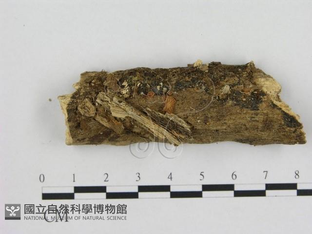 Accession Number:F0007545 Collection Image, Figure 3, Total 4 Figures