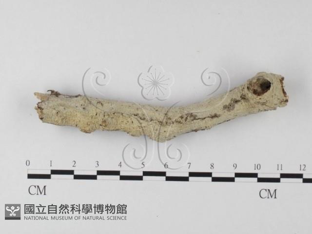 絲齒菌屬藏品圖，第1張