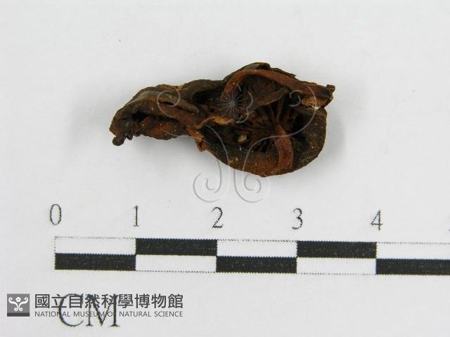 登錄號:F0005545藏品圖，第1張