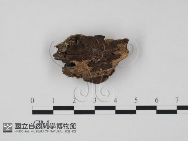 登錄號:F0015545藏品圖，第1張