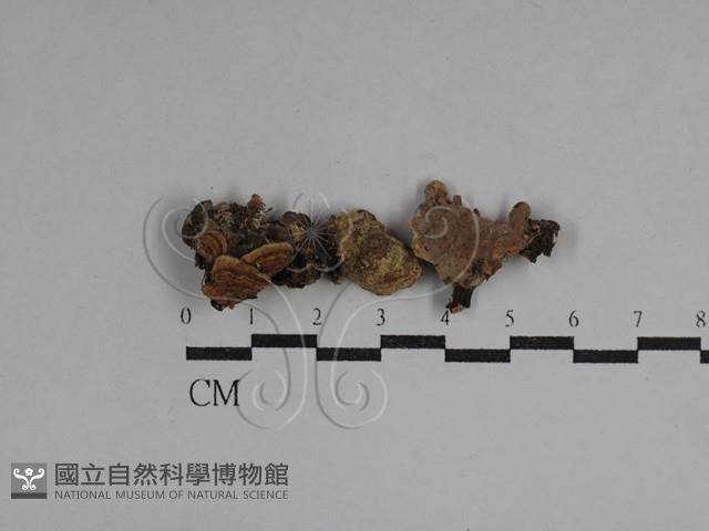 Accession Number:F0029545 Collection Image, Figure 1, Total 2 Figures