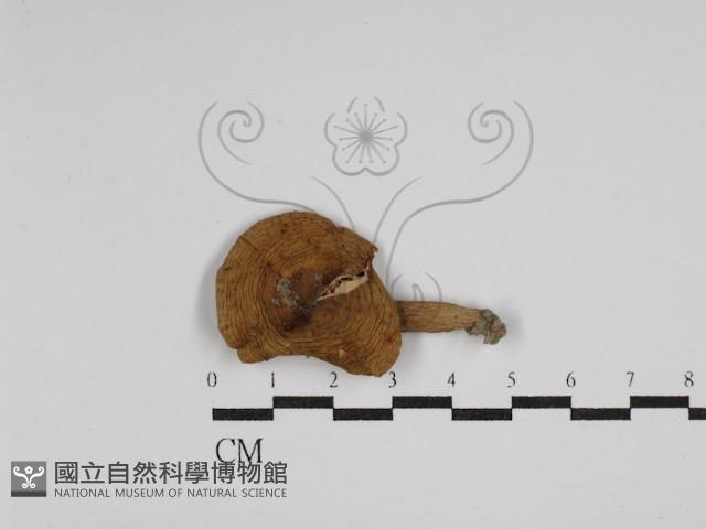 登錄號:F0023545藏品圖，第1張