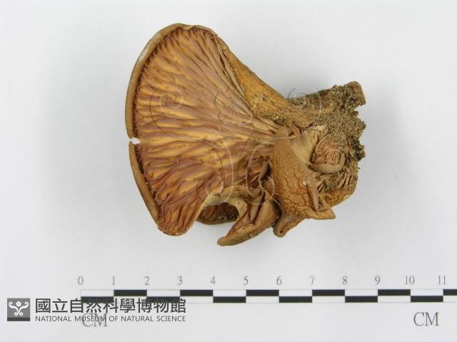 登錄號:F0003545藏品圖，第1張