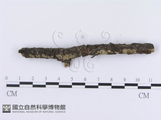 登錄號:F0013545藏品圖，第1張