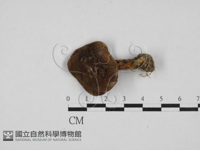 登錄號:F0028145藏品圖，第1張