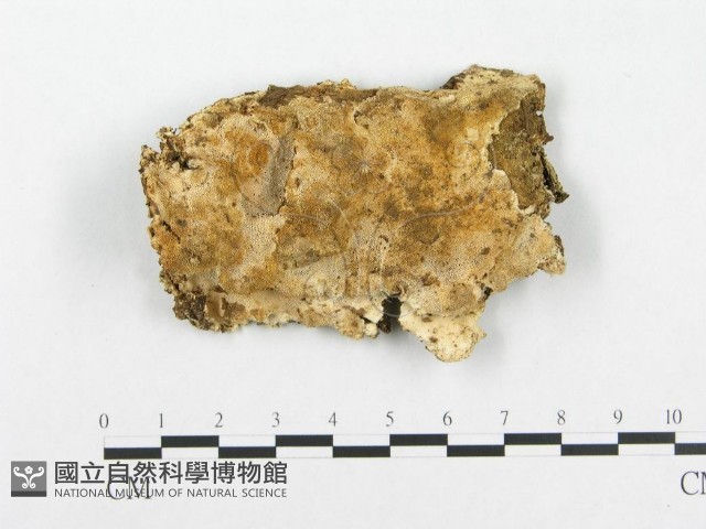 登錄號:F0008145藏品圖，第1張