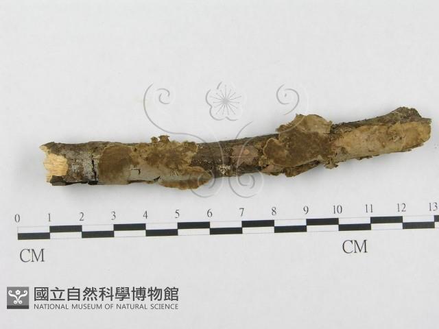 登錄號:F0000145藏品圖，第1張