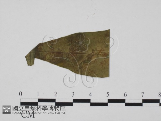 登錄號:F0010145藏品圖，第1張