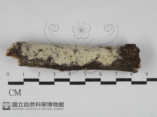 絲皮菌屬藏品圖，第1張