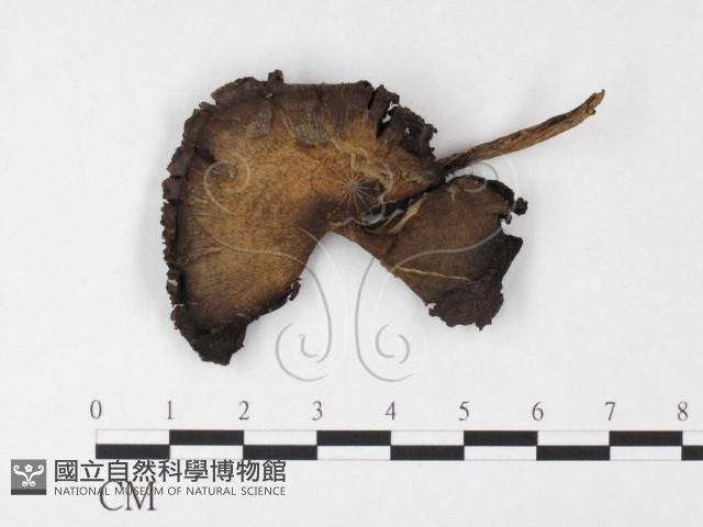 登錄號:F0026145藏品圖，第1張