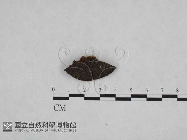 登錄號:F0006145藏品圖，第1張