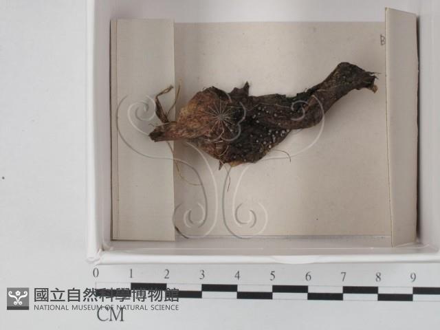 登錄號:F0021145藏品圖，第1張