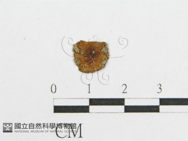 登錄號:F0011145藏品圖，第1張