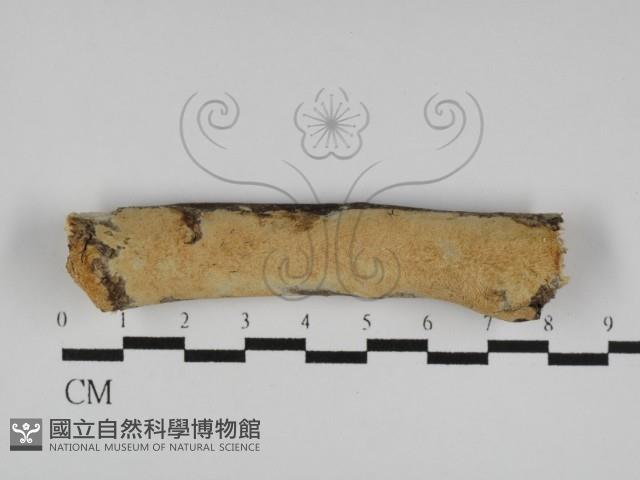 登錄號:F0031145藏品圖，第1張