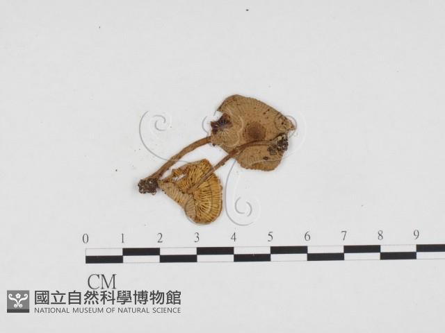 登錄號:F0024145藏品圖，第1張
