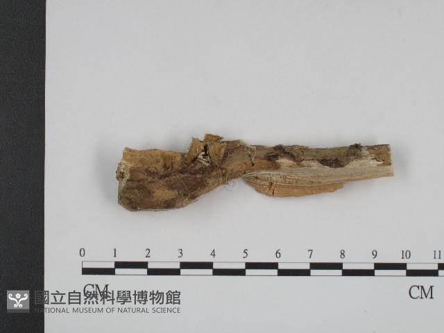 登錄號:F0004145藏品圖，第1張