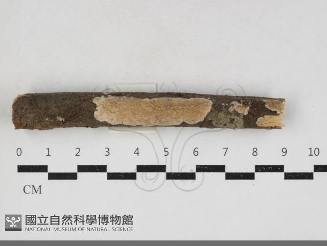 登錄號:F0034145藏品圖，第1張