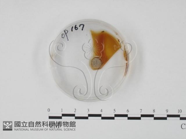 登錄號:F0022145藏品圖，第1張