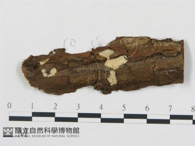 柱擔菌屬藏品圖，第1張