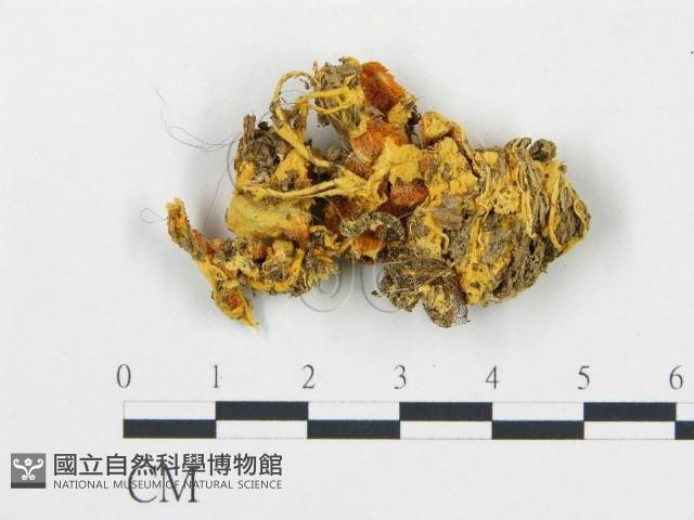 登錄號:F0017145藏品圖，第1張