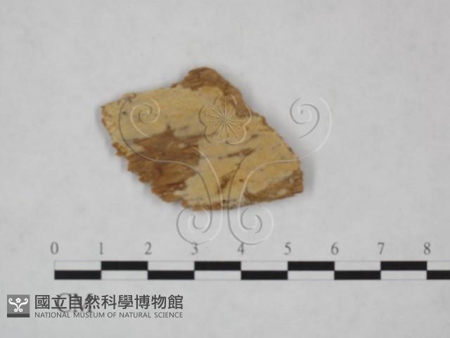 絲齒菌屬藏品圖，第1張