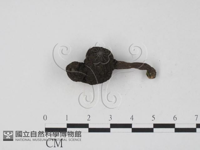 登錄號:F0005145藏品圖，第1張