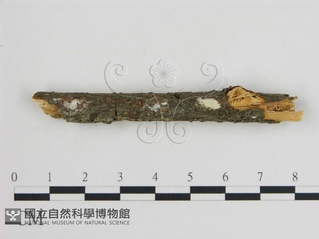 登錄號:F0015145藏品圖，第1張