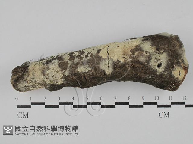 登錄號:F0029145藏品圖，第1張