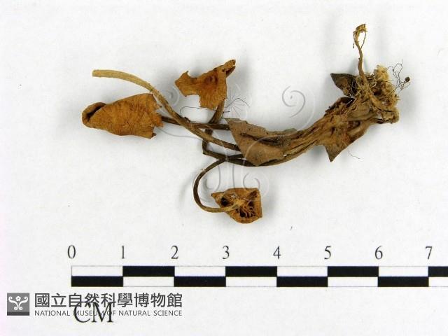 小菇屬藏品圖，第1張