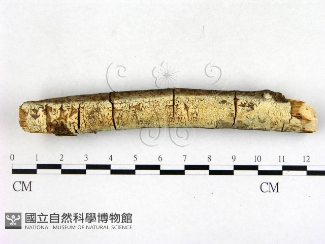 登錄號:F0003145藏品圖，第1張