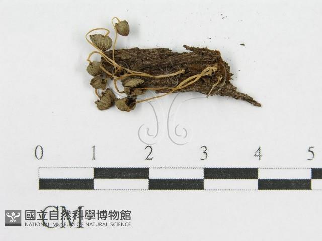 登錄號:F0013145藏品圖，第1張