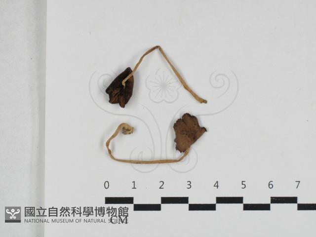 登錄號:F0033145藏品圖，第1張