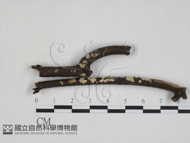 登錄號:F0028045藏品圖，第1張