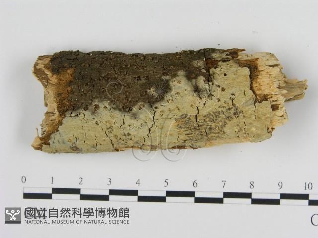 登錄號:F0020045藏品圖，第1張
