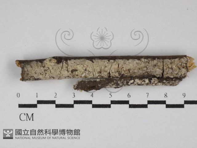絲齒菌屬藏品圖，第1張